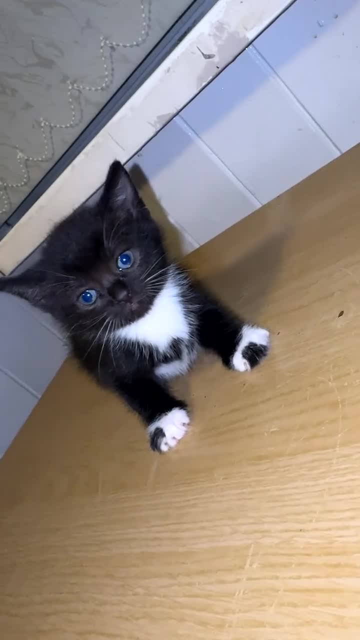 Mixed Breed cats for sale: British shorthair mixed breed kittens for sale  - Video 3