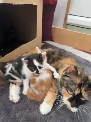 Mixed Breed cats for sale:  Beautiful Playful Kittens Ready for reservations  - Video 2
