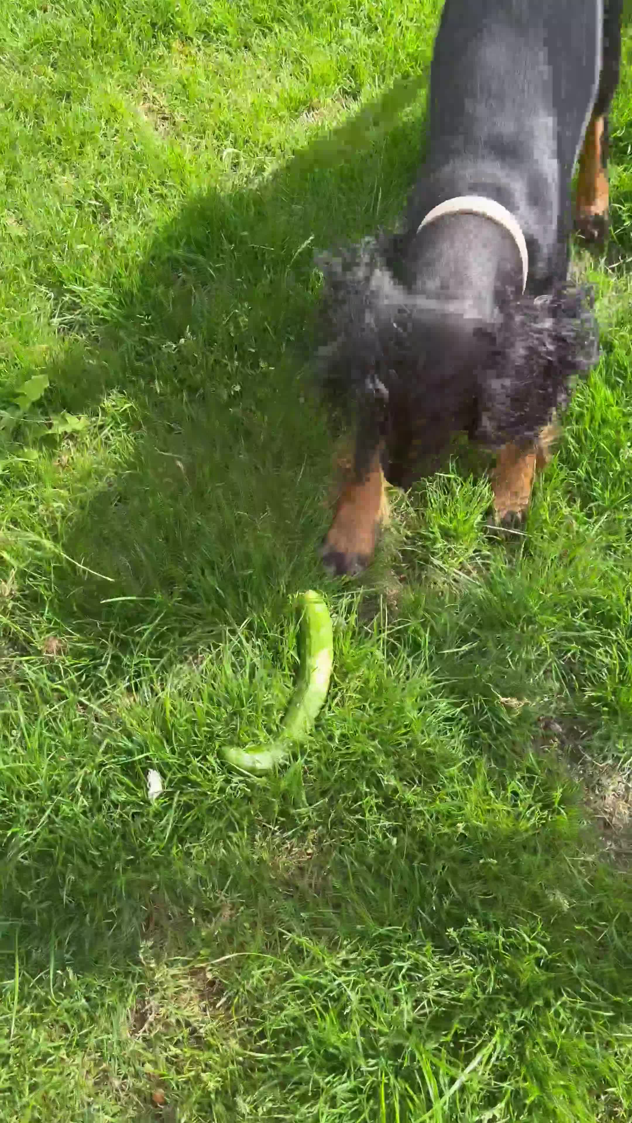 Cocker Spaniel dogs for sale: Mabel - Video 1