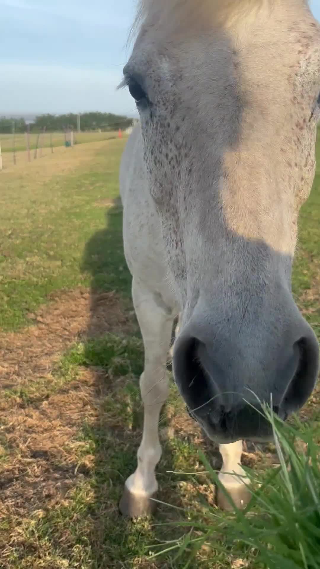 Connemara horses for sale: Abros 🫶🏻🥕 - Video 3