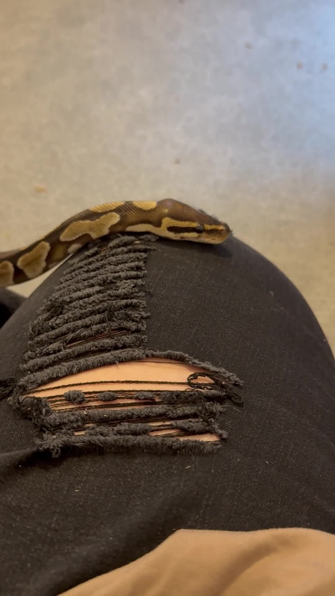 Python Snake reptiles for sale: Ball python Monty  - Video 2