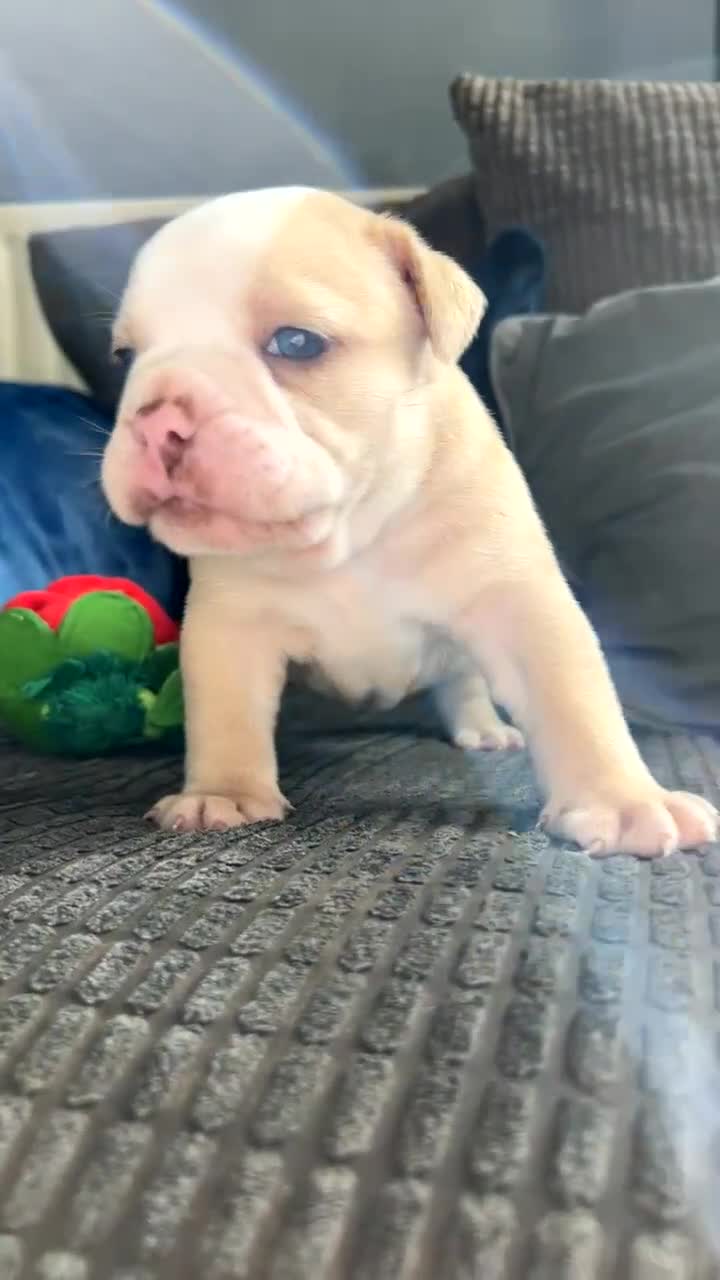 Olde English Bulldogge dogs for sale: MUST SEE OLDE ENGLISH PUPPIES!!  - Video 3
