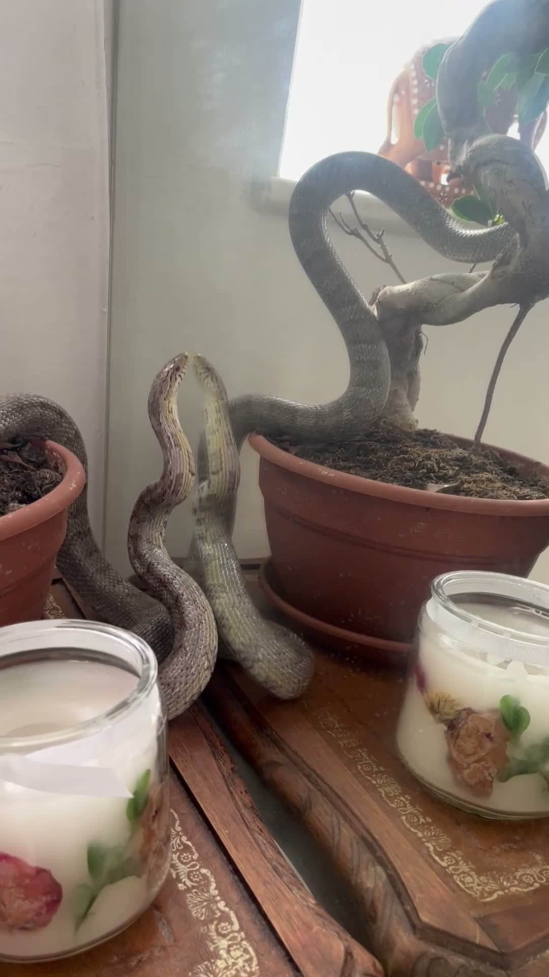 Corn Snake reptiles for sale: Beautiful Moon Grey Corn Snake and vivarium - Video 1