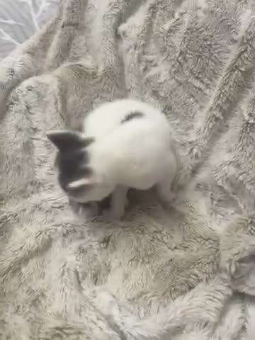 Asian cats for sale: Rocky  in Bradford - Video 1