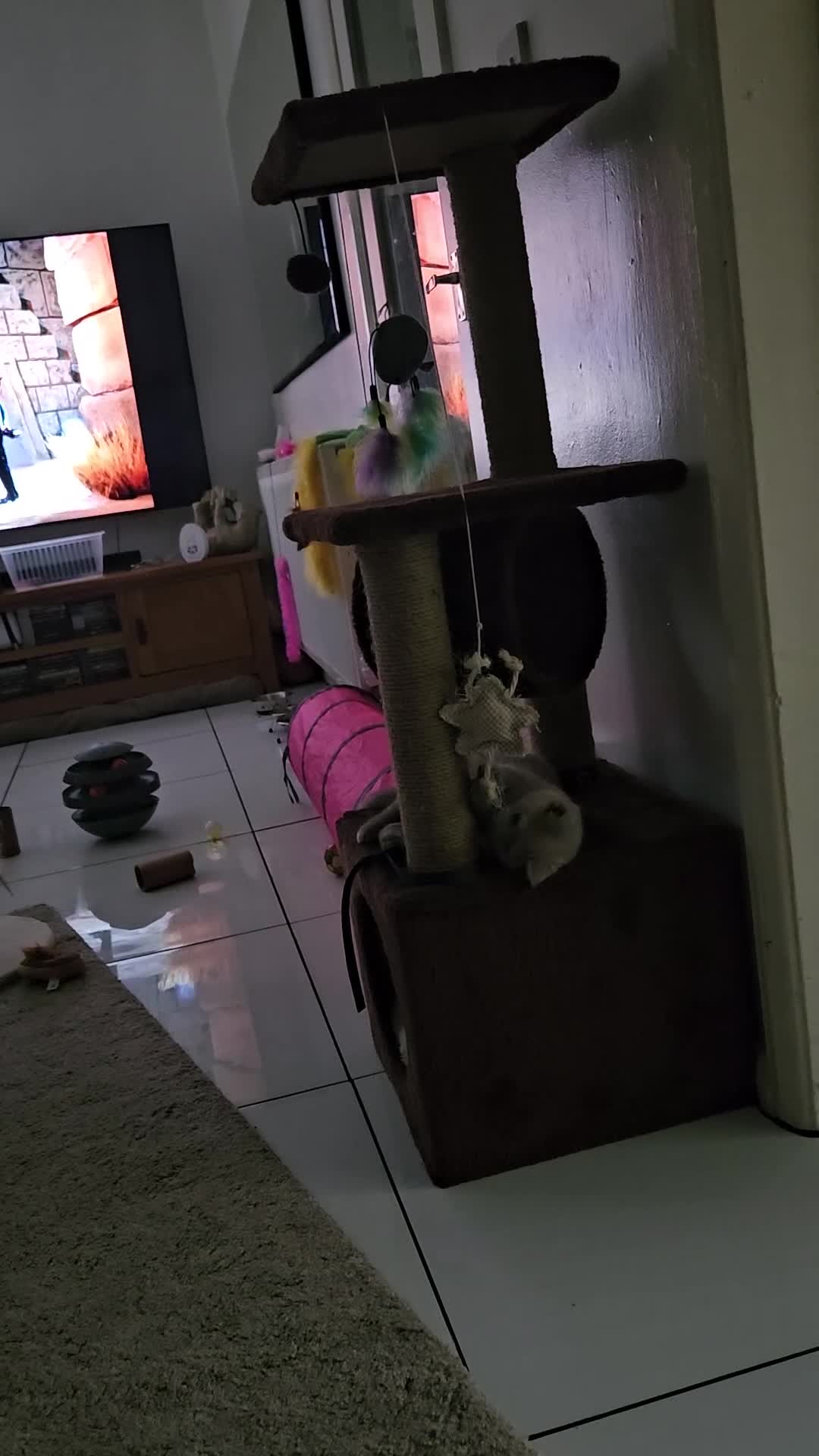 British Shorthair cats for sale: Rare lilac British Short Hair Kitten (Female)  - Video 1