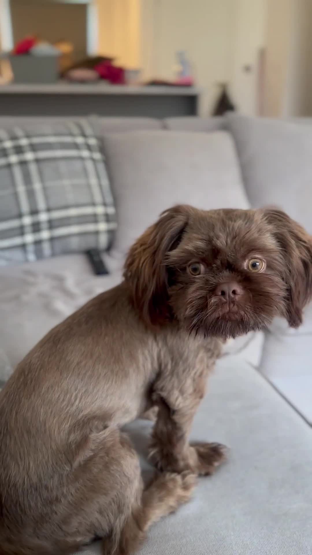 Shih Tzu dogs for sale: Chocolate puppy looking for his FURever home  - Video 2