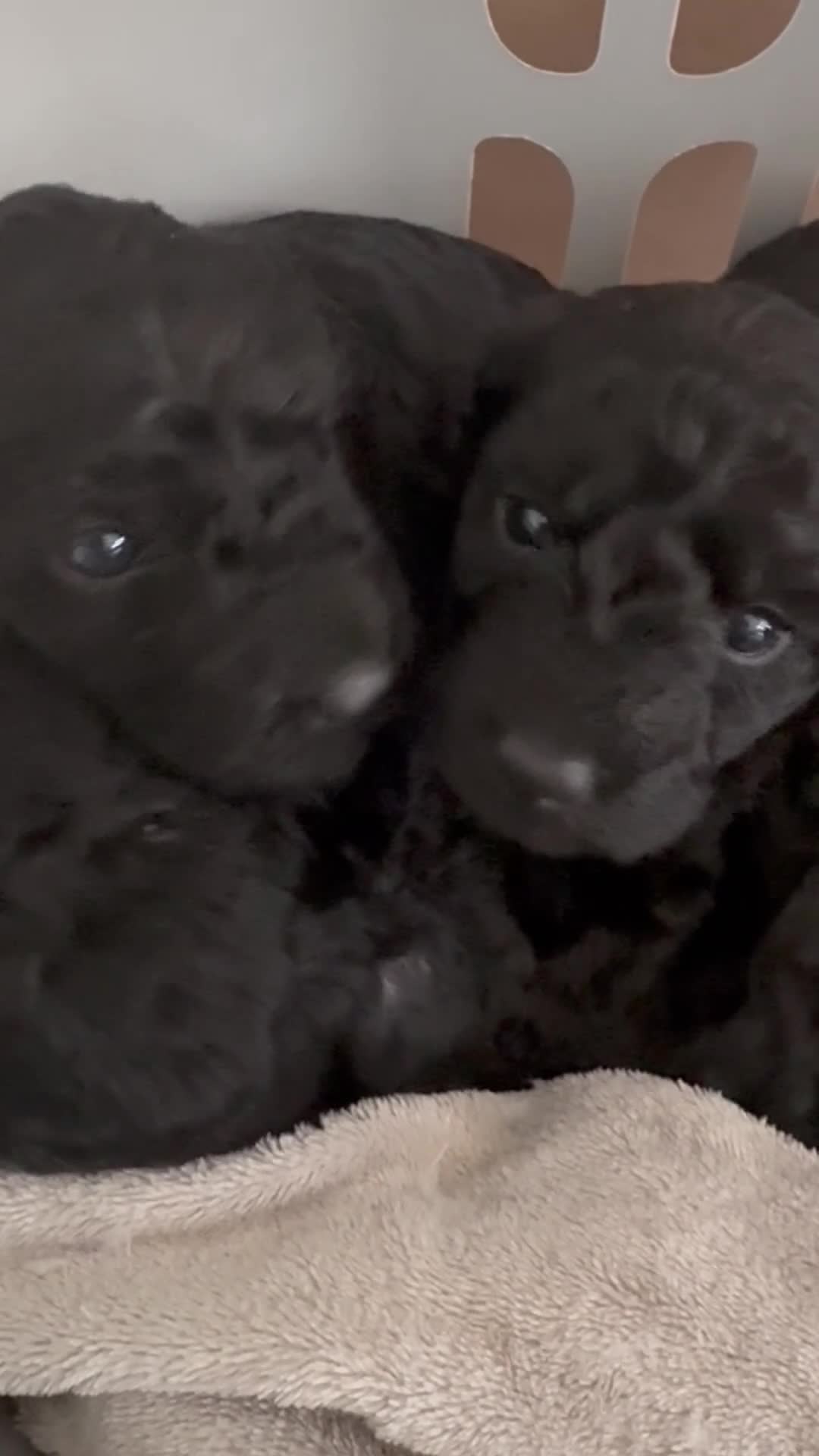 Labradoodle dogs for sale: 🐾🐾Amazing Miniature labradoodle 💝 - Video 2