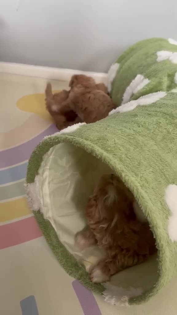 Maltipoo dogs for sale: Exceptional F1 Asian Maltipoo puppies - Video 2