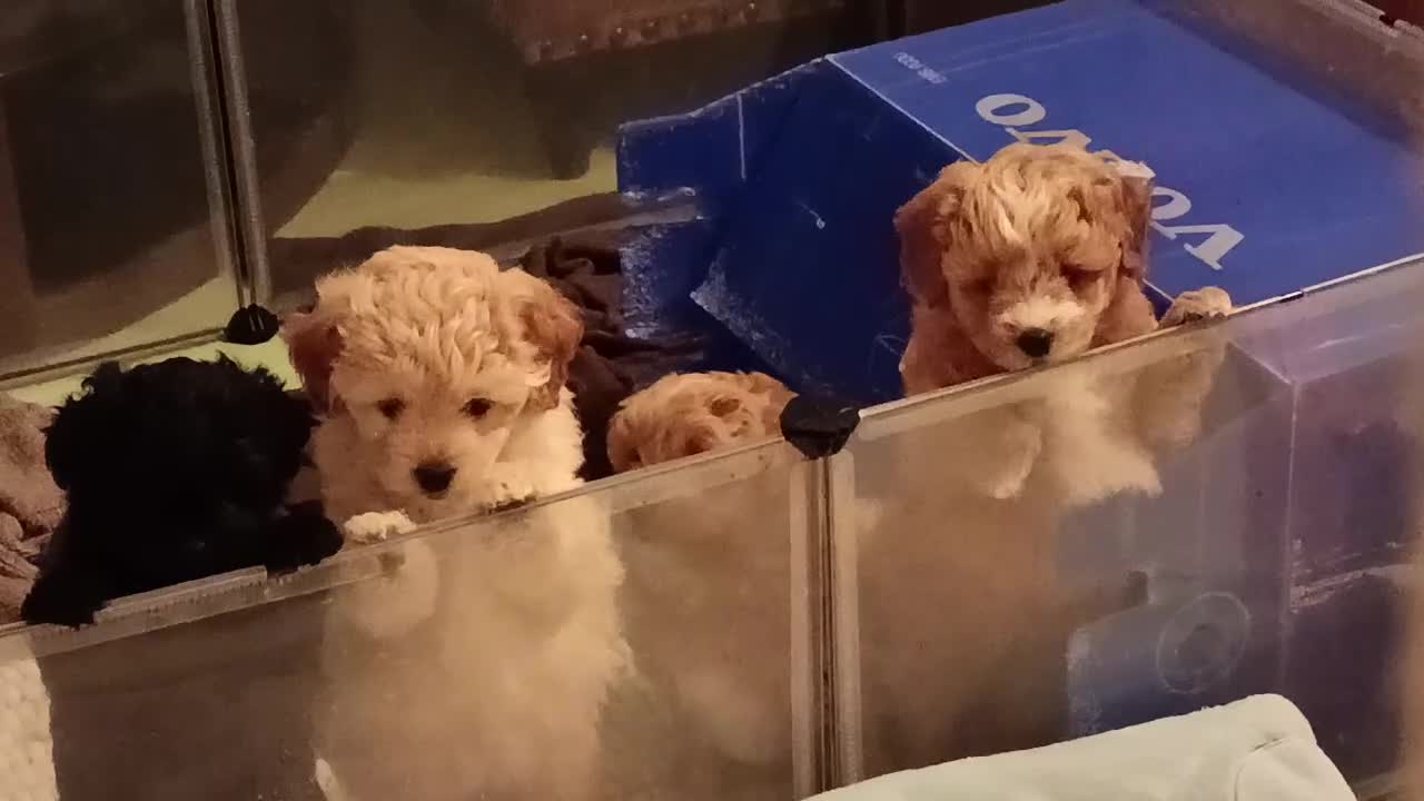 Pomapoo dogs for sale: Pompoo's - Video 1