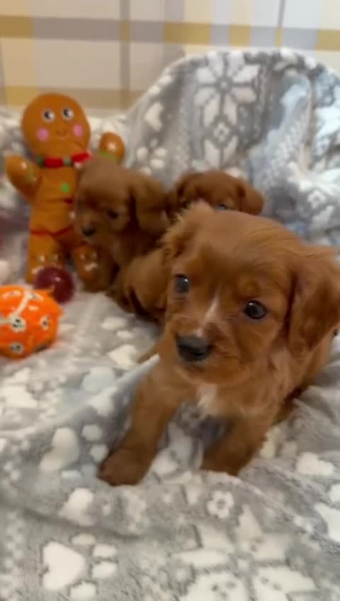 Cavalier King Charles Spaniel dogs for sale: Health Tested Ruby Cavalier Pups - Video 1