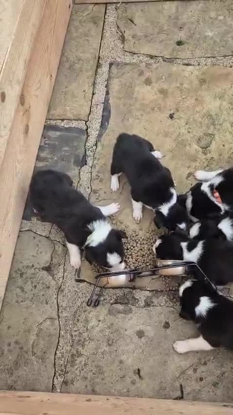 Border Collie dogs for sale: 6 Beautiful TWO WEEK OLD Border Collie Puppies - Video 1