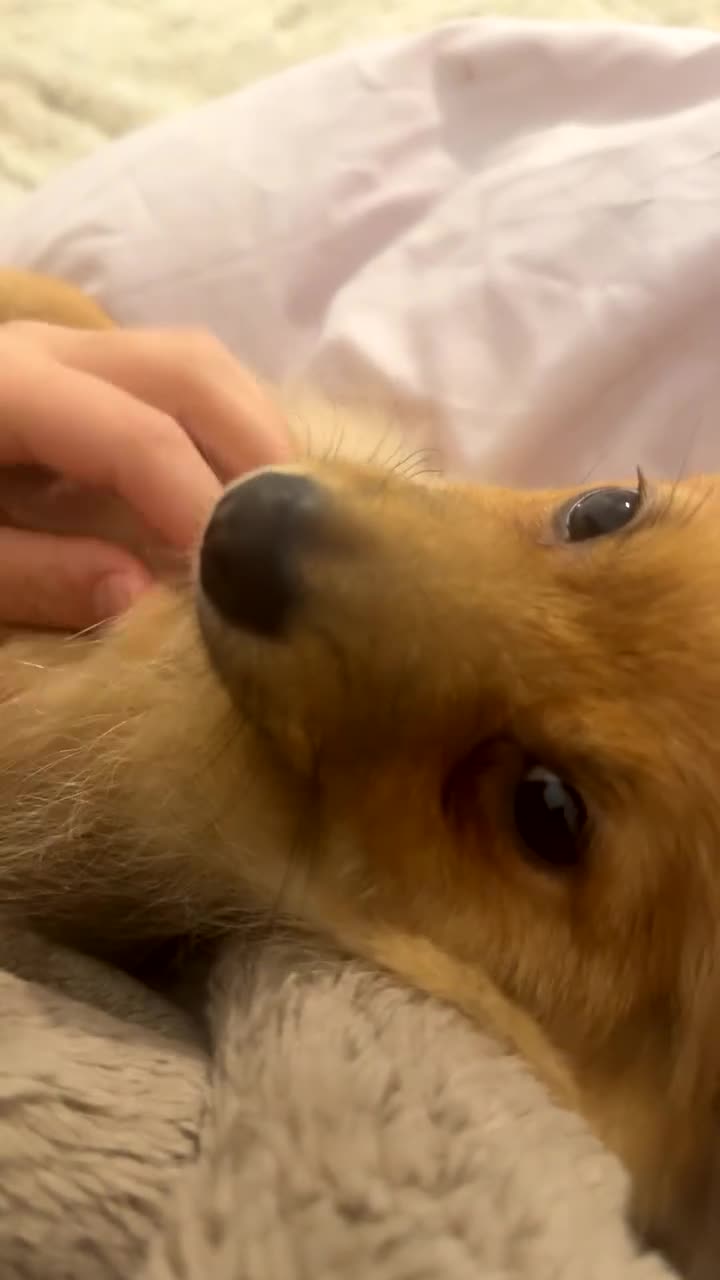 Pomeranian dogs for sale: Boy Pomeranian Puppy  - Video 3