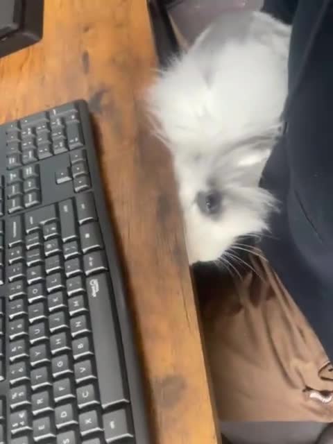 Mixed Breed rabbits for sale: Lionhead*Lop Coco ❤️ - Video 2