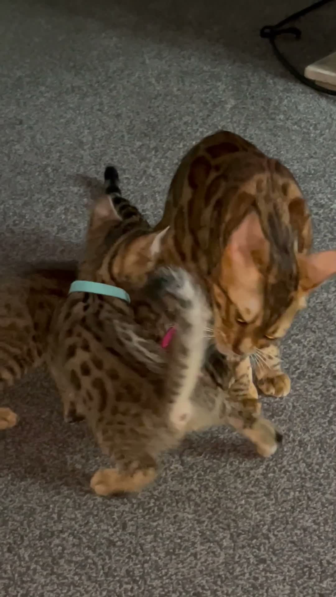 Bengal cats for sale: Bengal X - Video 3