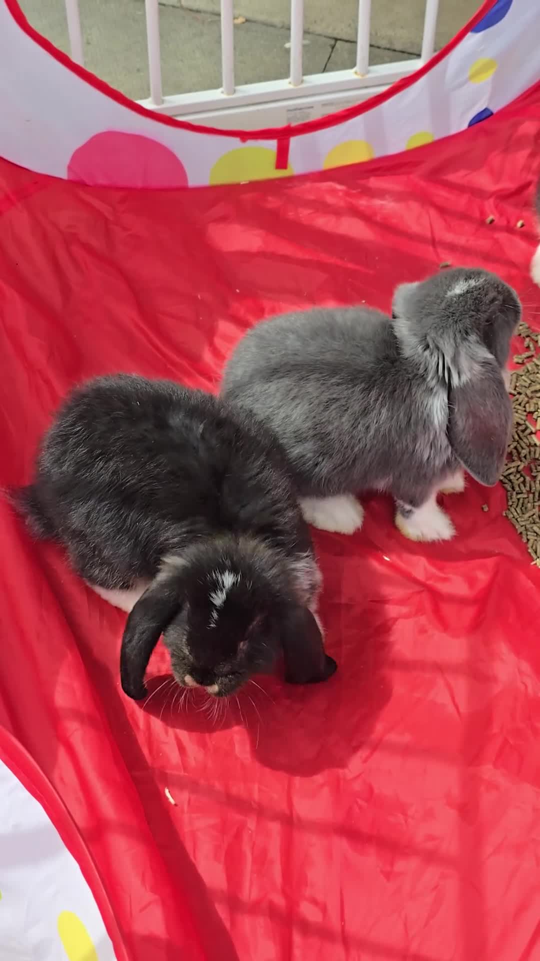 French Lop rabbits for sale: Pedigree giant french lop - Video 1