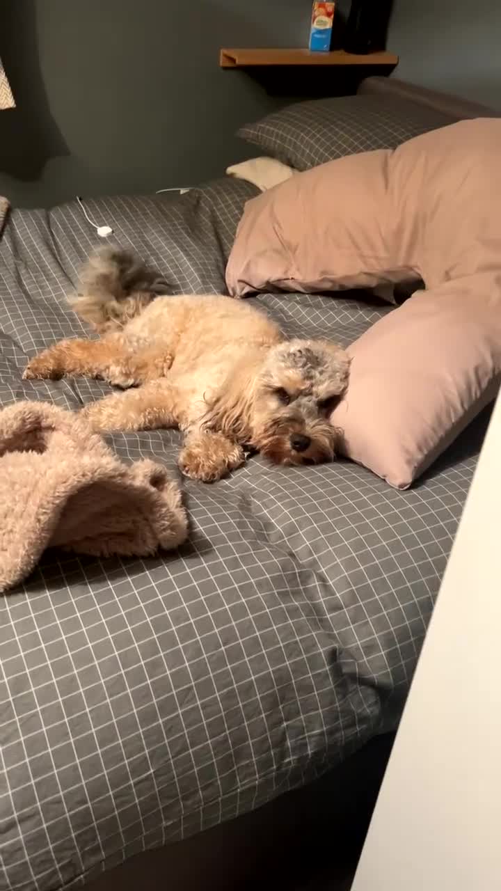 Cockapoo dogs for sale: Miniature Cockerpoo - Video 2