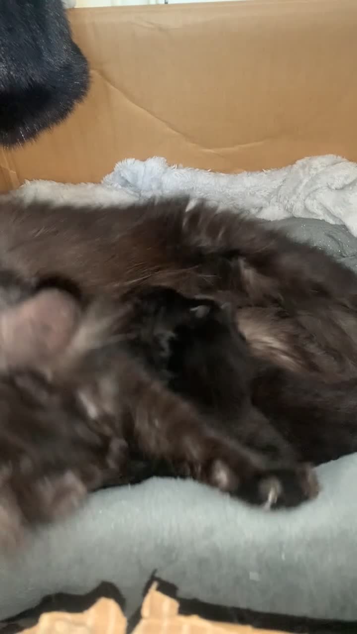 Maine Coon cats for sale: 3 Gorgeous Maine coon kittens for sale.  - Video 1