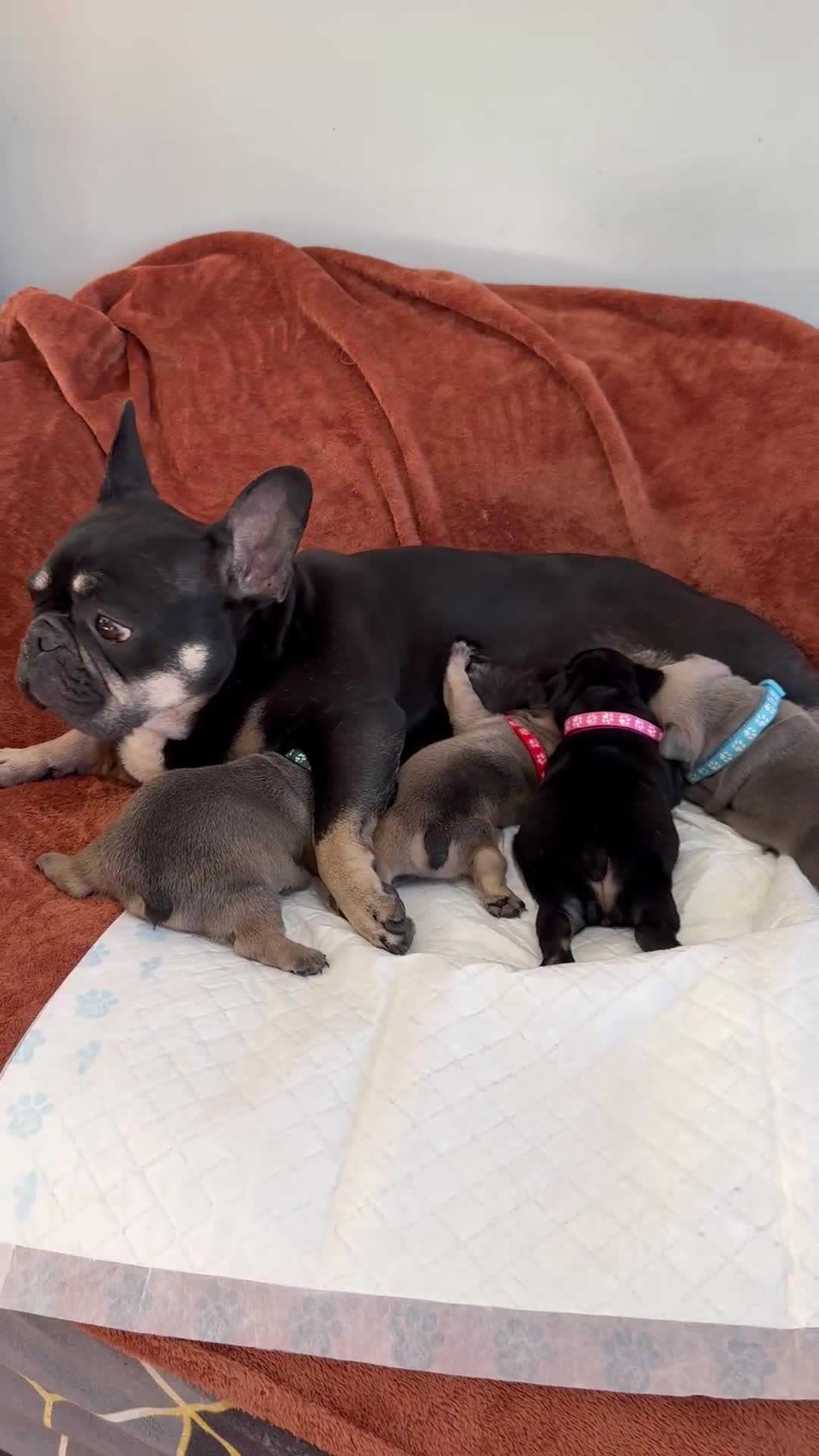 French Bulldog dogs for sale: Beautiful French Bulldog litter - Video 2