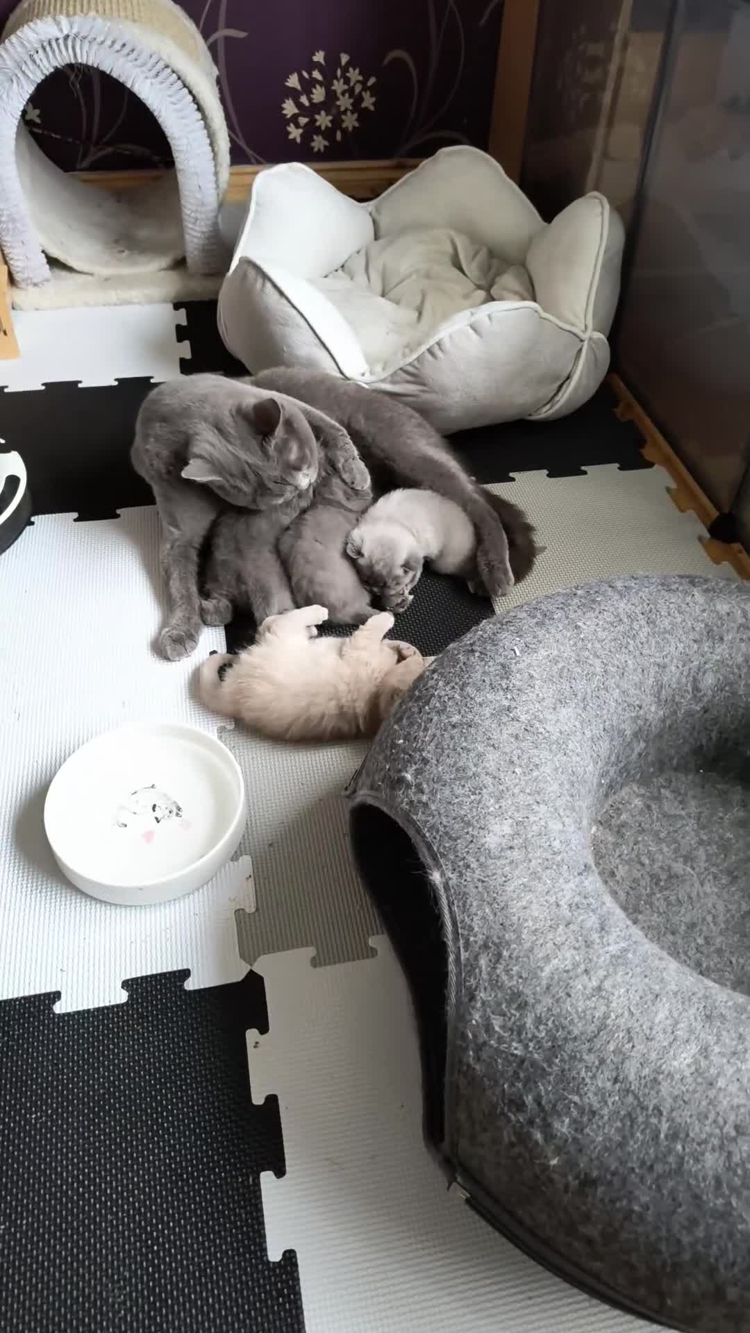 British Shorthair cats for sale: Magnificent Silver pedigree. Gccf registered.   - Video 2