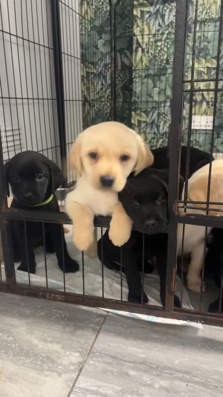 Labrador Retriever dogs for stud: Handsome Charlie for Stud  - Video 1