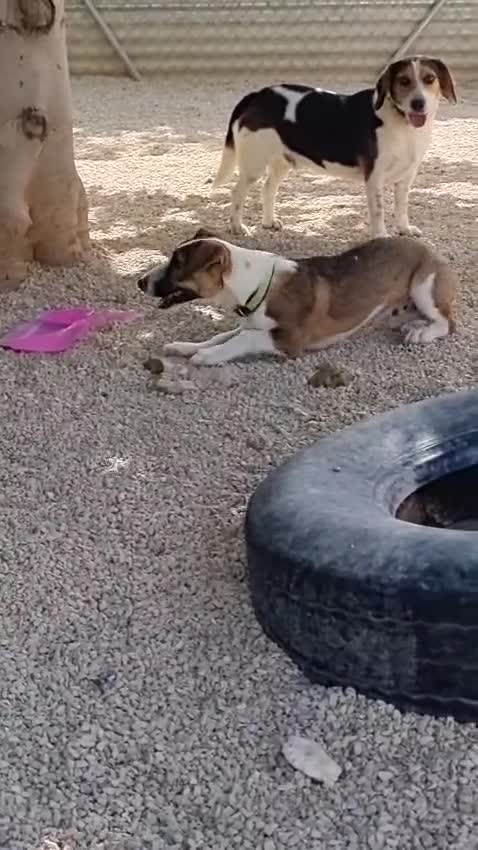 Beagle dogs for adoption: Beautiful Raoull - Video 3