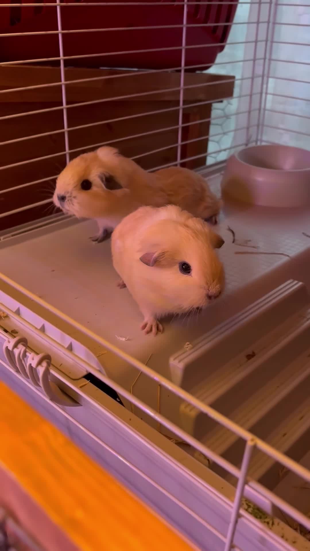 Guinea Pig rodents for sale: Male guinea pigs £40 each 1  adult sow £40  - Video 1