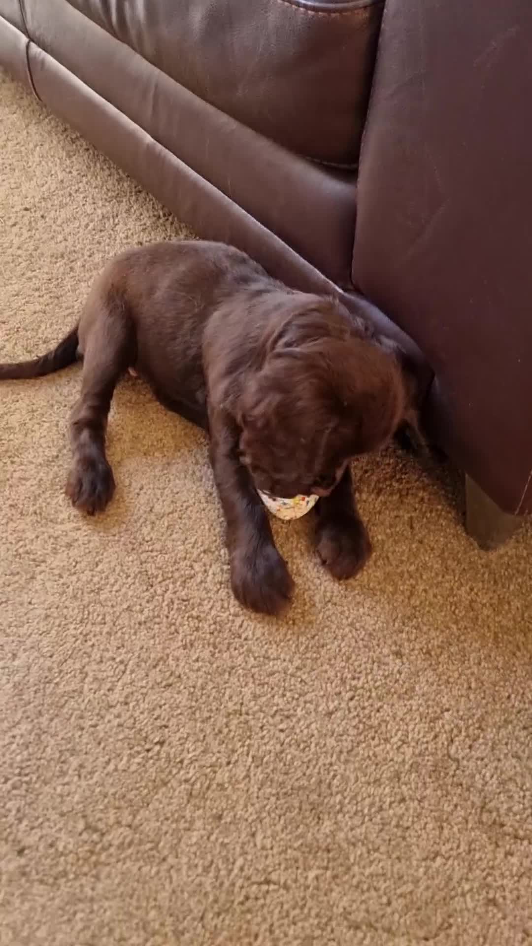 Cocker Spaniel dogs for sale: Cocker pup Molly is ready now  - Video 1
