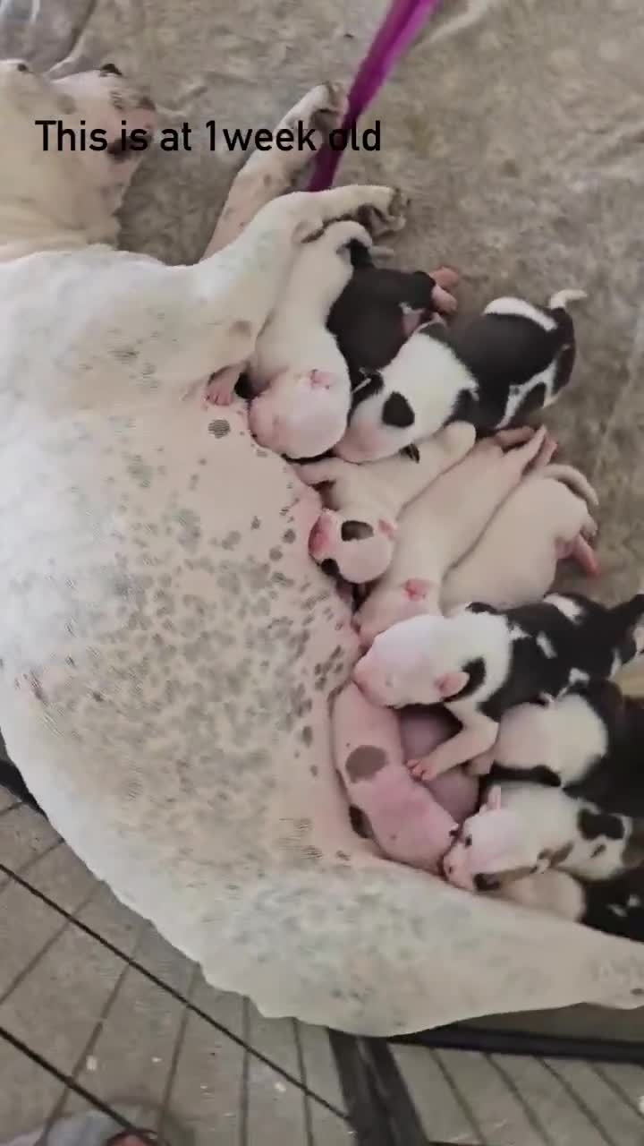 Staffordshire Bull Terrier dogs for sale: 10 beautifull blue staffy  - Video 1