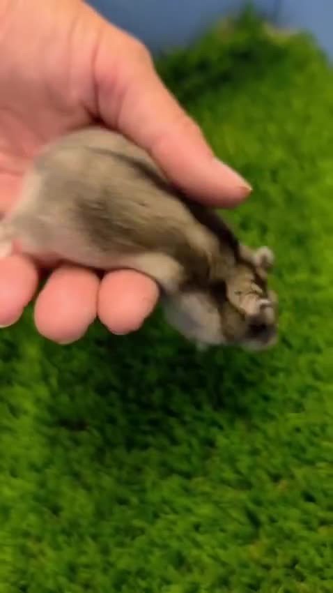 Hamster rodents for sale: Dwarf Hamster Babies Male and Female Well Handled  - Video 1