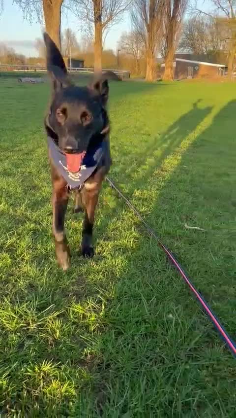 Mixed Breed dogs for adoption: Roberta 🩷 - Video 1