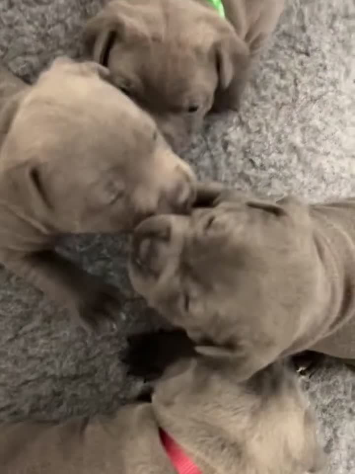 Staffordshire Bull Terrier dogs for sale: Exceptional Champion Pedigree, beautiful blues!! - Video 3