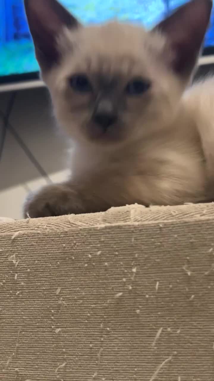 Siamese cats for sale: 2x Beautiful Pedigree Siamese Female Kittens - Video 4