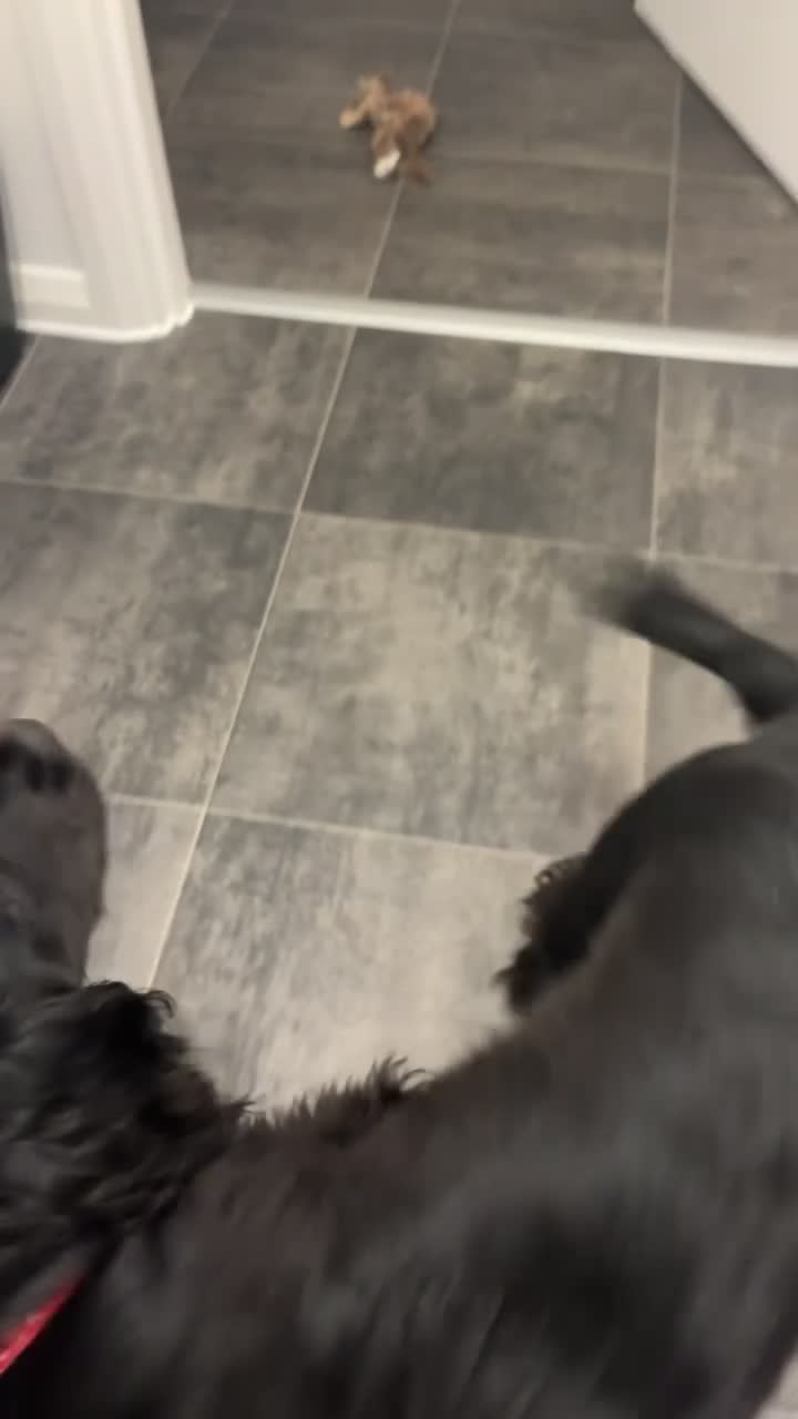 Cocker Spaniel dogs for sale: Cocker spaniel  in Buckingham - Video 1