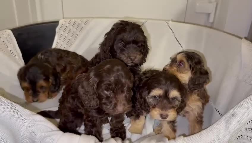 Cockapoo dogs for sale: Stunning cockapoo puppies  - Video 1