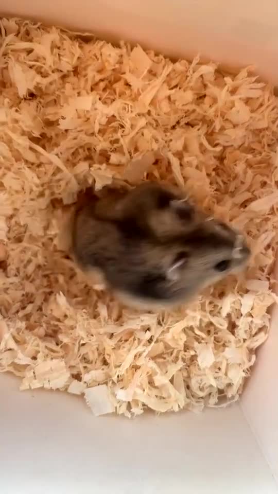 Hamster rodents for sale: 2 female Russian dwarf hamsters 20 for both  - Video 4