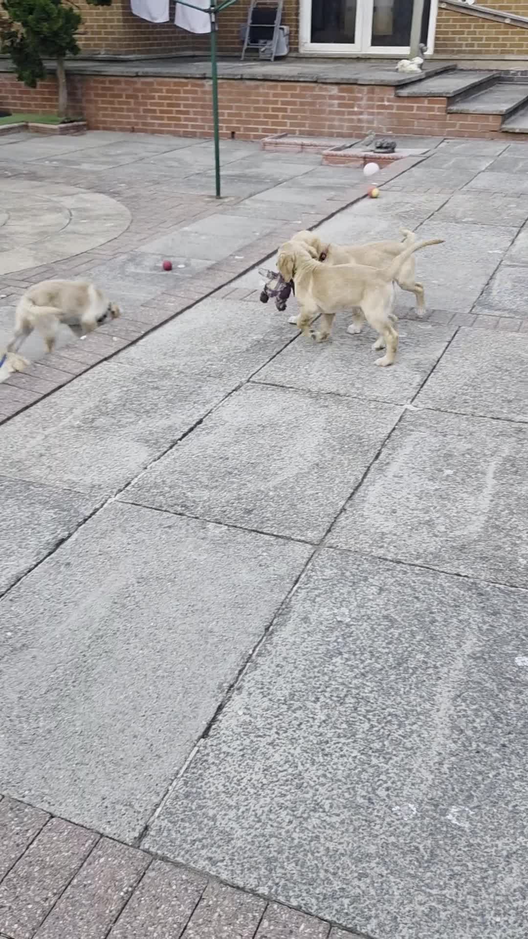 Golden Retriever dogs for sale: Beautiful golden retrivers - Video 1