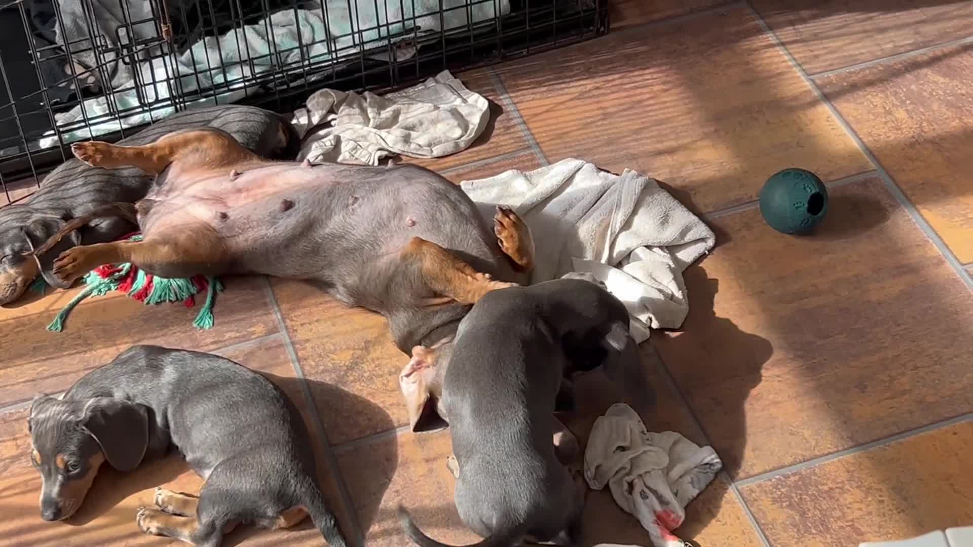 Miniature Dachshund dogs for sale: *** Stunning Blue and tan girlies *** - Video 4
