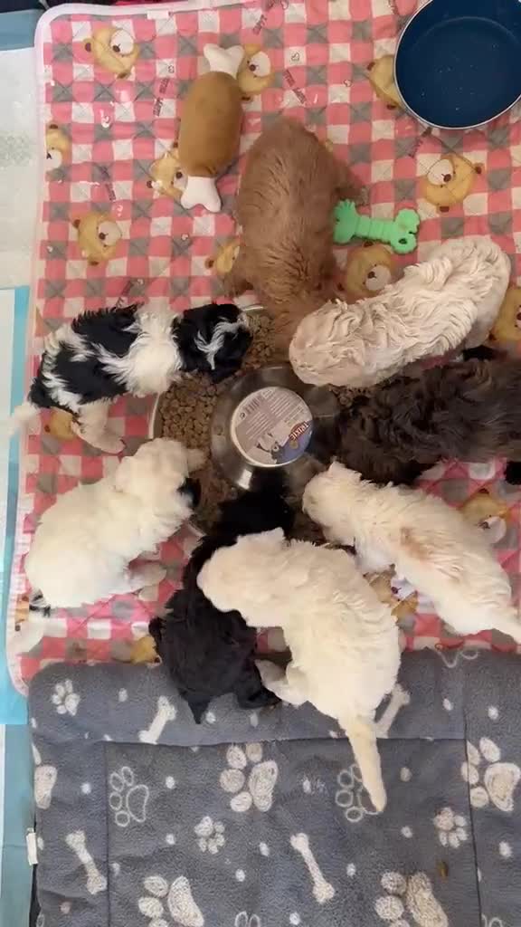Poochon dogs for sale: 6 Poochon Pups For Sale  - Video 1