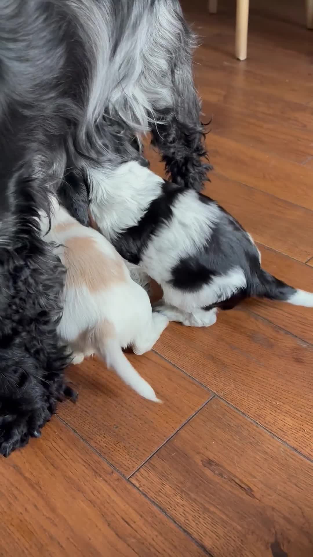 Cocker Spaniel dogs for sale: Mrs Linda McLaren - Video 1
