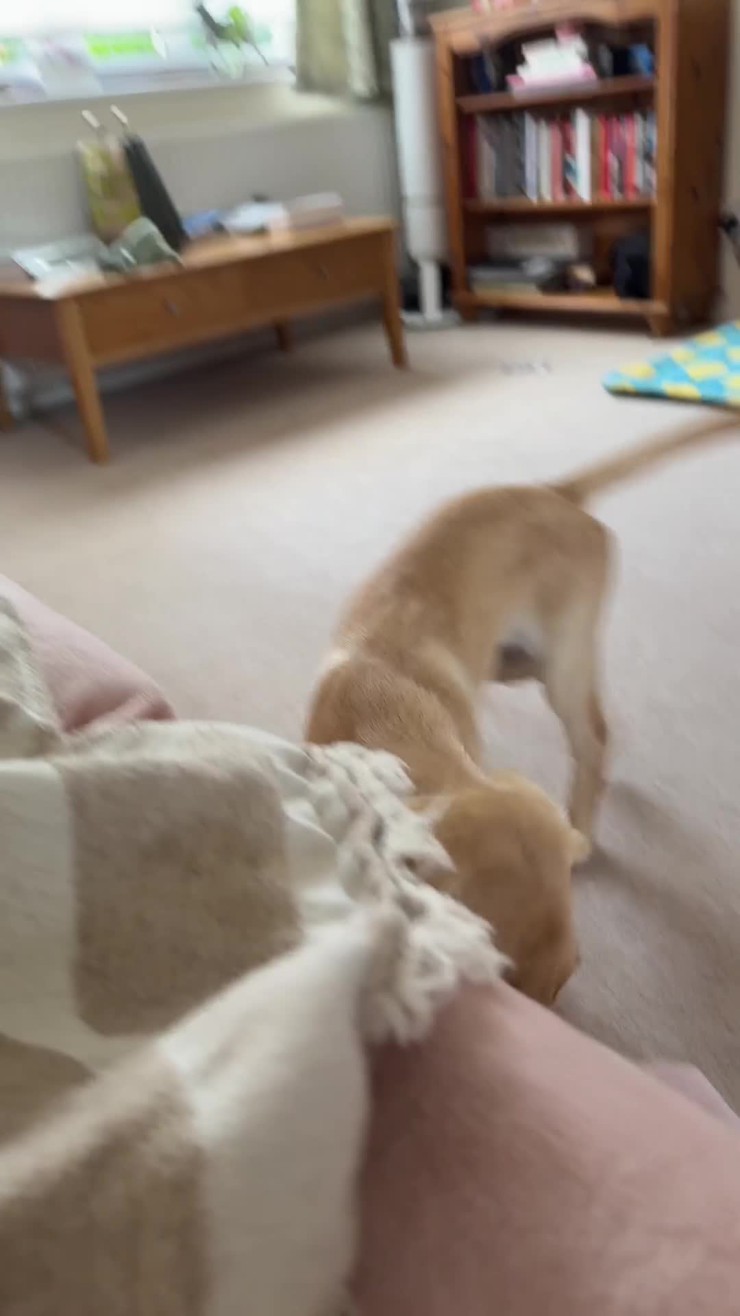 Goldador dogs for sale: Goldador - Video 1
