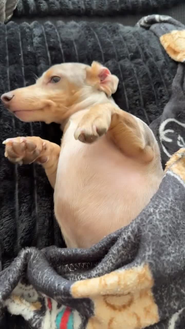 Miniature Dachshund dogs for sale: Milo  - Video 1