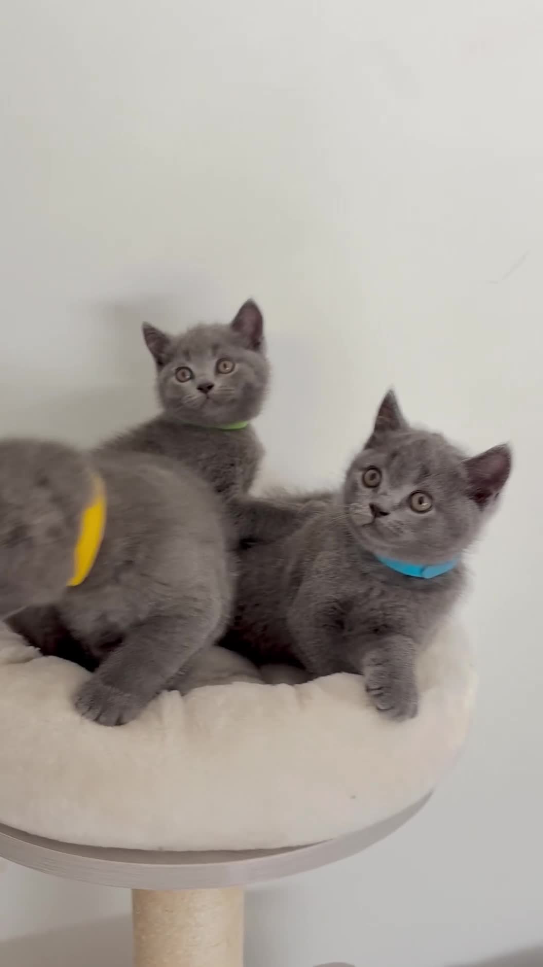 British Shorthair cats for sale: READY NOW ✨ British Shorthair Blue Kittens  - Video 1