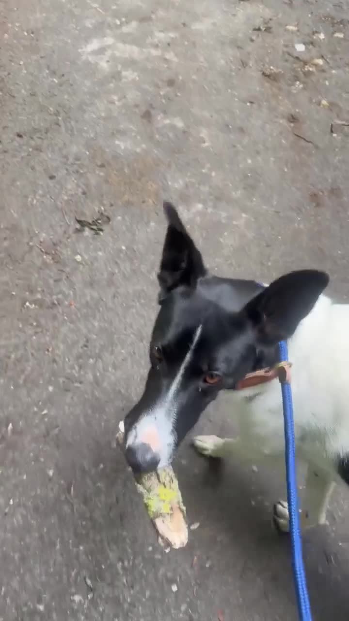 Mixed Breed dogs for adoption: WILF-1 yr old,  Mix Breed Boy with incredible ears in Hungerford - Video 2