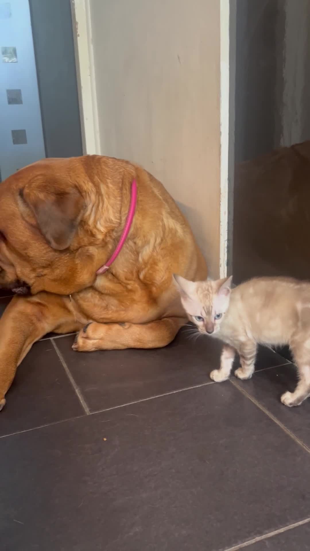 Bengal cats for sale: 2 bengal tiger  cubs for sale  - Video 1