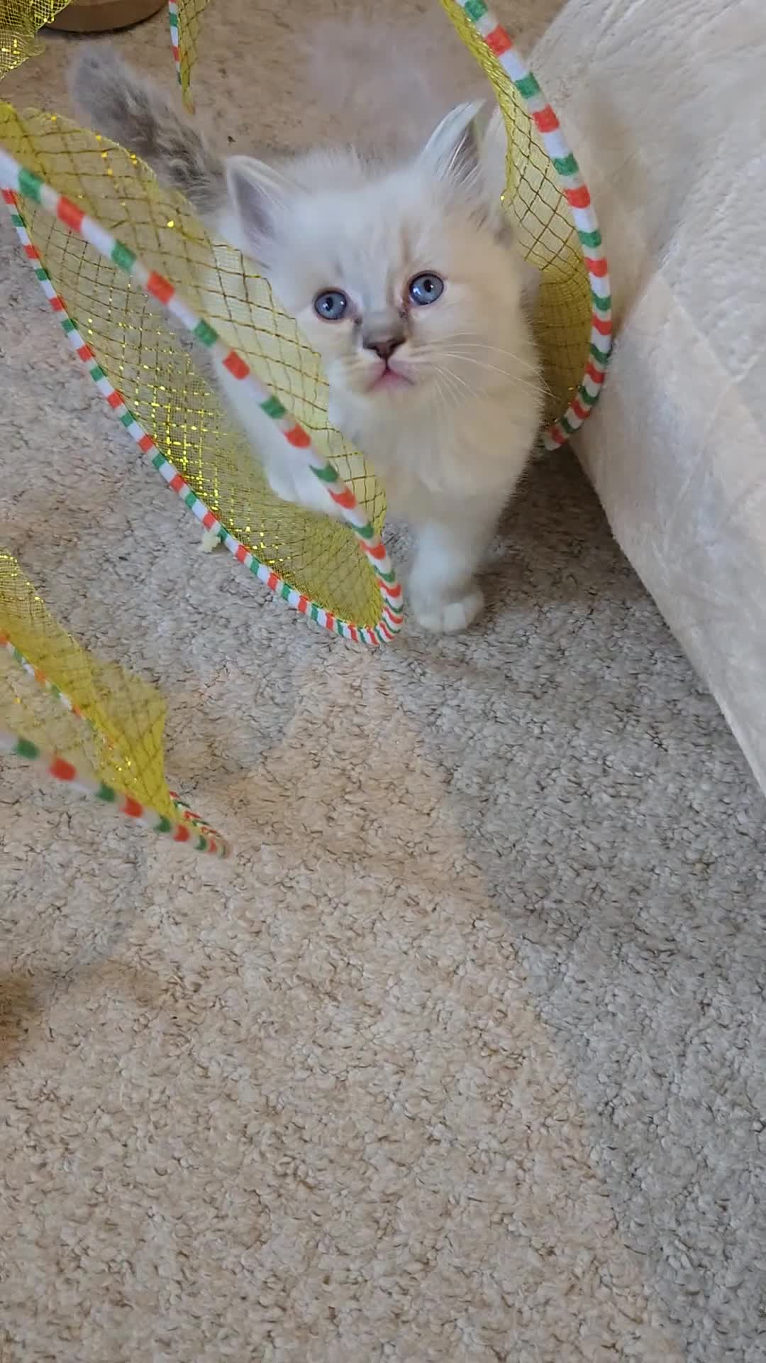 Ragdoll cats for sale: Gorgeous Pedigree ragdoll kittens - Video 2