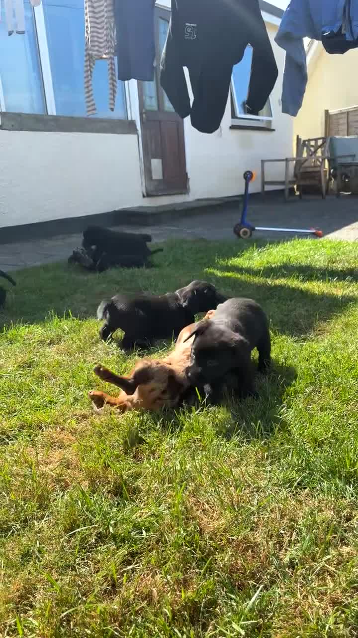 Labrador Retriever dogs for sale: ⭐️READY TO GO NEXT WEEK⭐️KC Reg Labrador Puppies  - Video 1