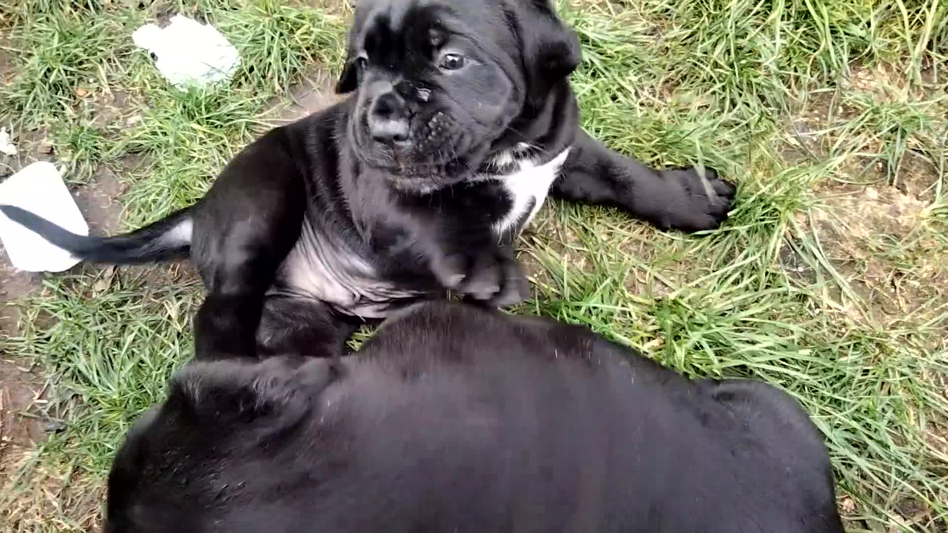 Cane Corso dogs for sale: Cane Corso puppies 14/11/25 - Video 1