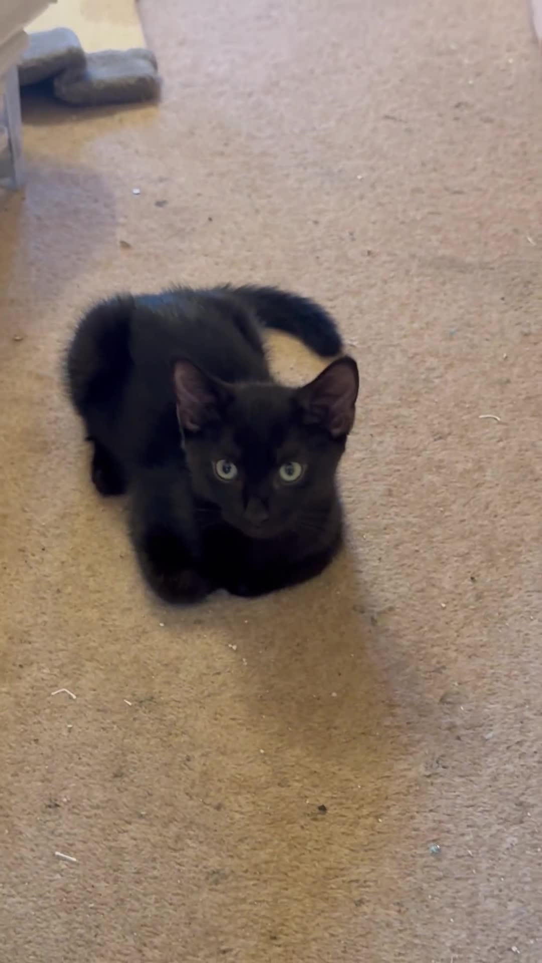 British Shorthair cats for sale: Two black kittens, one with some white    - Video 2