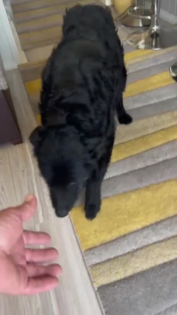 Mixed Breed dogs for adoption: Sweet ZoE NEEDS LOVE - Video 1