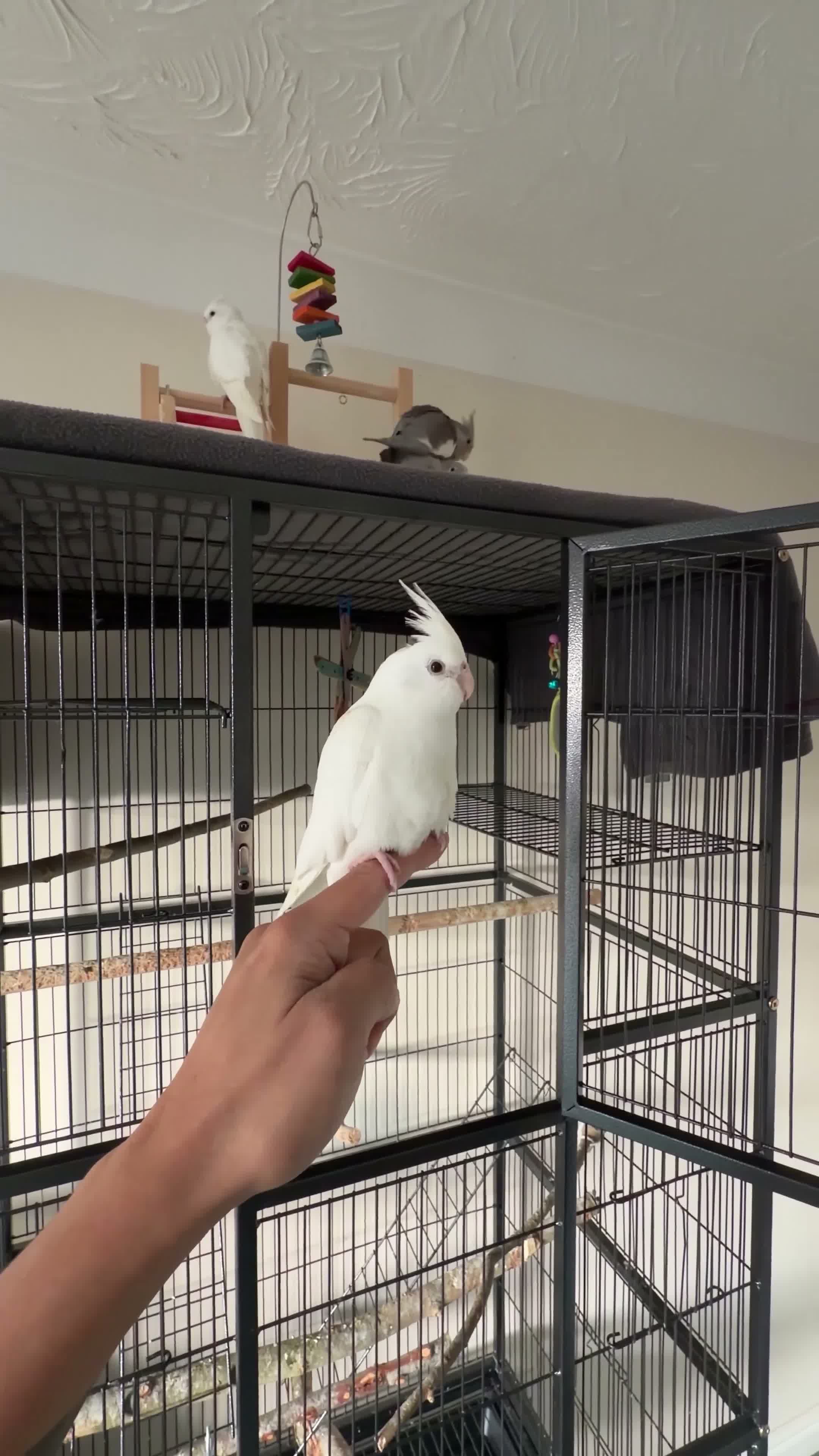Cockatiels birds for sale: Young Hand Tamed Cockatiels in King's Lynn - Video 3